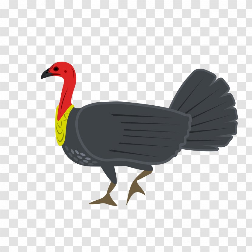 Australian Brushturkey Bird Clip Art - Wiki - Turkey Transparent PNG