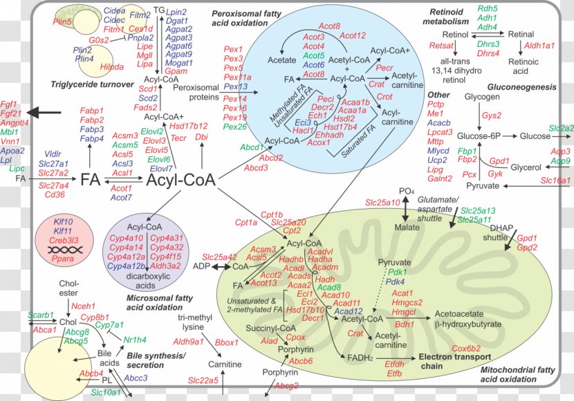 Periodate Oxidation Of Diol And Other Functional Groups Peroxisome Proliferator-activated Receptor Alpha Liver - T Medicine Pills Western Me Transparent PNG