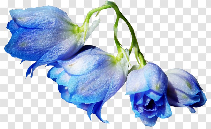 Blue Rose Cut Flowers Garden Roses - Flower Transparent PNG