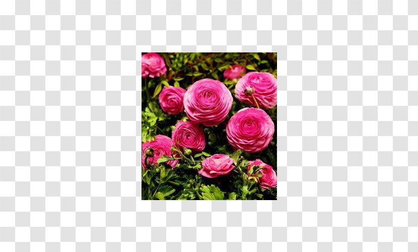 Garden Roses Ranunculus Asiaticus Cut Flowers Floribunda - Magenta - Flower Transparent PNG