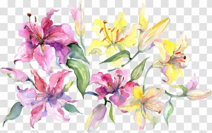 Lily Flower - Painting - Floral Design Watercolor Paint Transparent PNG