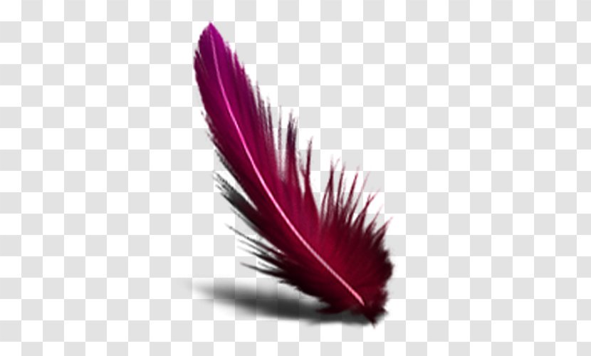 Feather Computer Mouse Transparent PNG