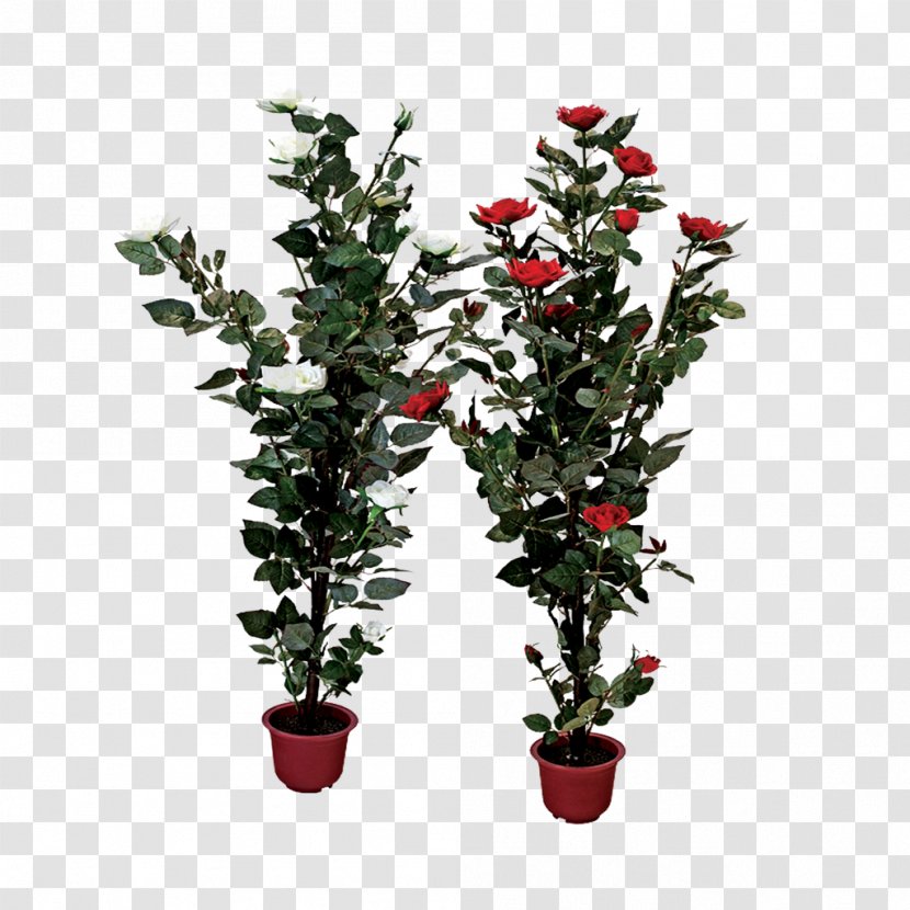 Holly - Shrub - Theaceae Transparent PNG