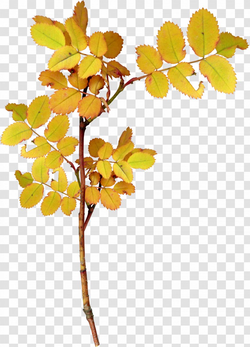 Twig Leaf Plant - Branch - Autumn Leaves Of Plants Transparent PNG