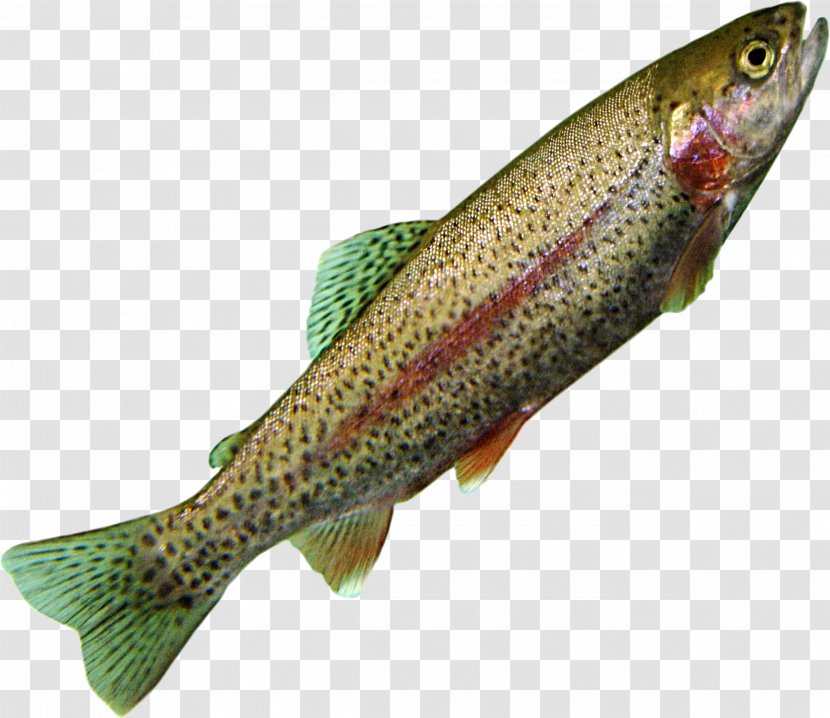 Coastal Cutthroat Trout Northern Pike Salmon Cod - Seafood Transparent PNG