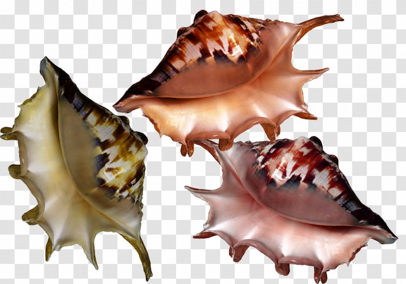 Seashell Molluscs Clip Art - Conch - Shell Material Transparent PNG