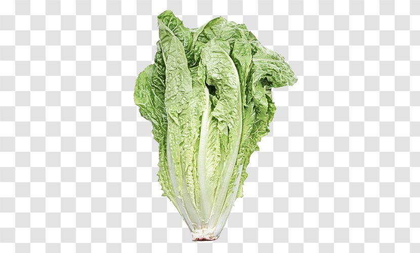 Leaf Vegetable Romaine Lettuce Celtuce - Flower Food Transparent PNG