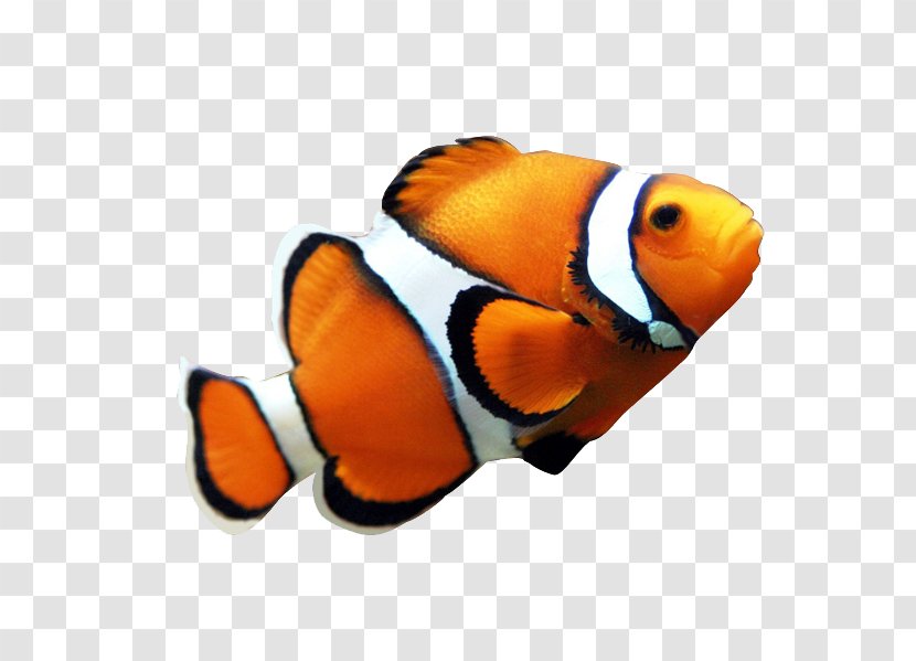 Clownfish Coral Reef Fish Angelfish Clip Art - Organism Transparent PNG