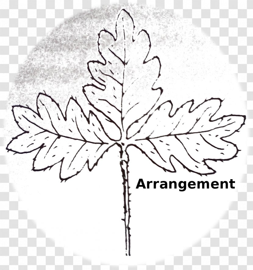 Floral Design Leaf Line Art - White - Thorns Spines And Prickles Transparent PNG
