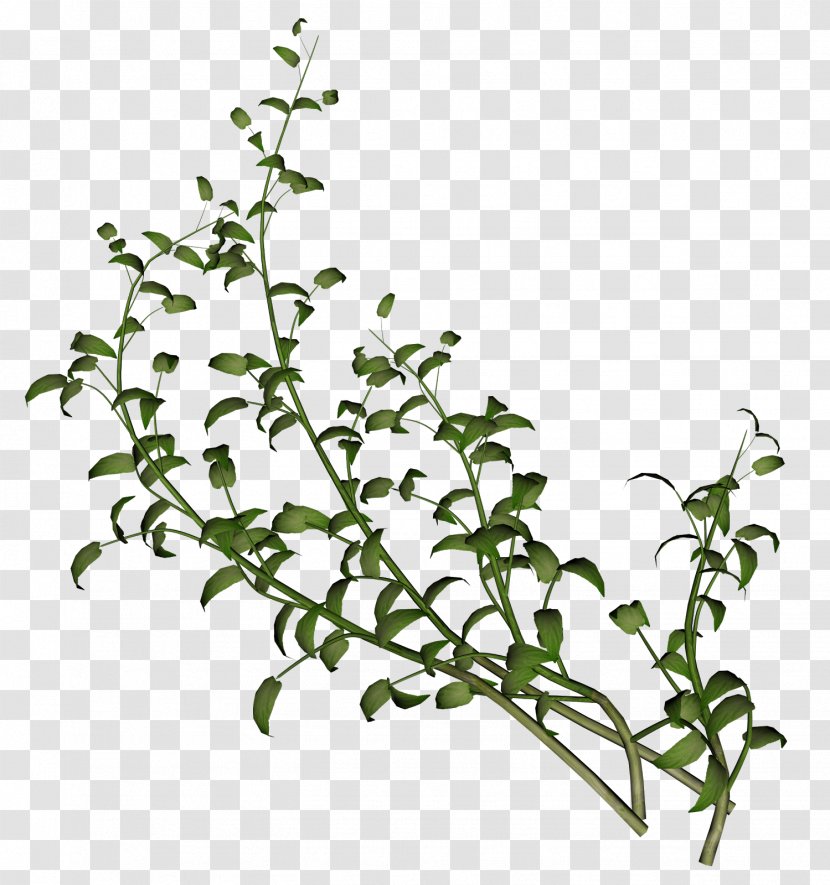Herb - Branch - Plant Stem Transparent PNG