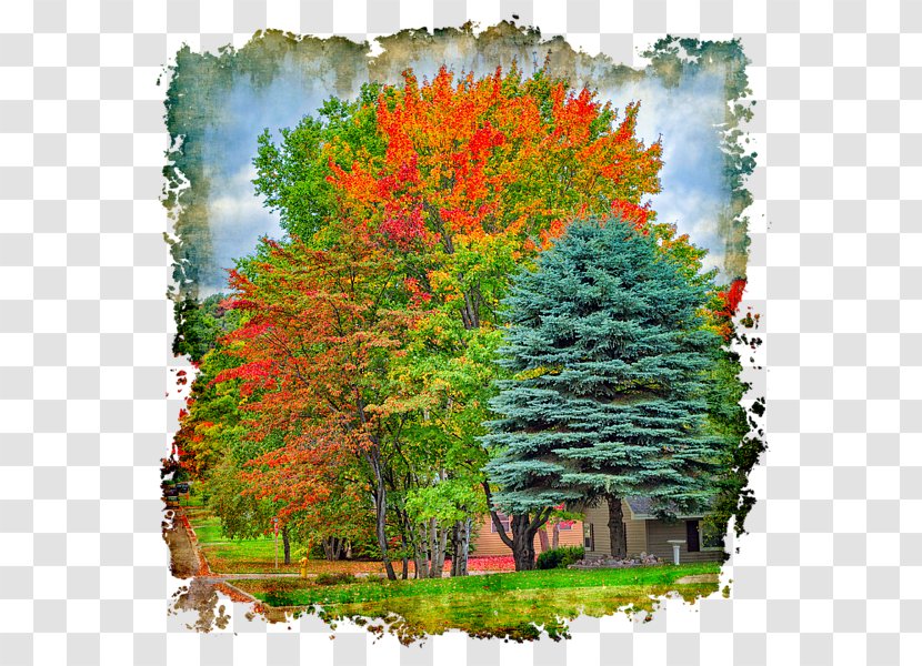 Long-sleeved T-shirt Tree Woody Plant - John M Bailey 12 - Autumn Colors Transparent PNG