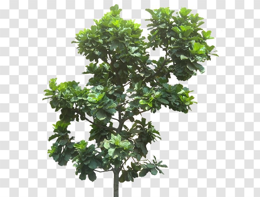 Fiddle-leaf Fig Common Weeping Tree Plant - Leaf Transparent PNG