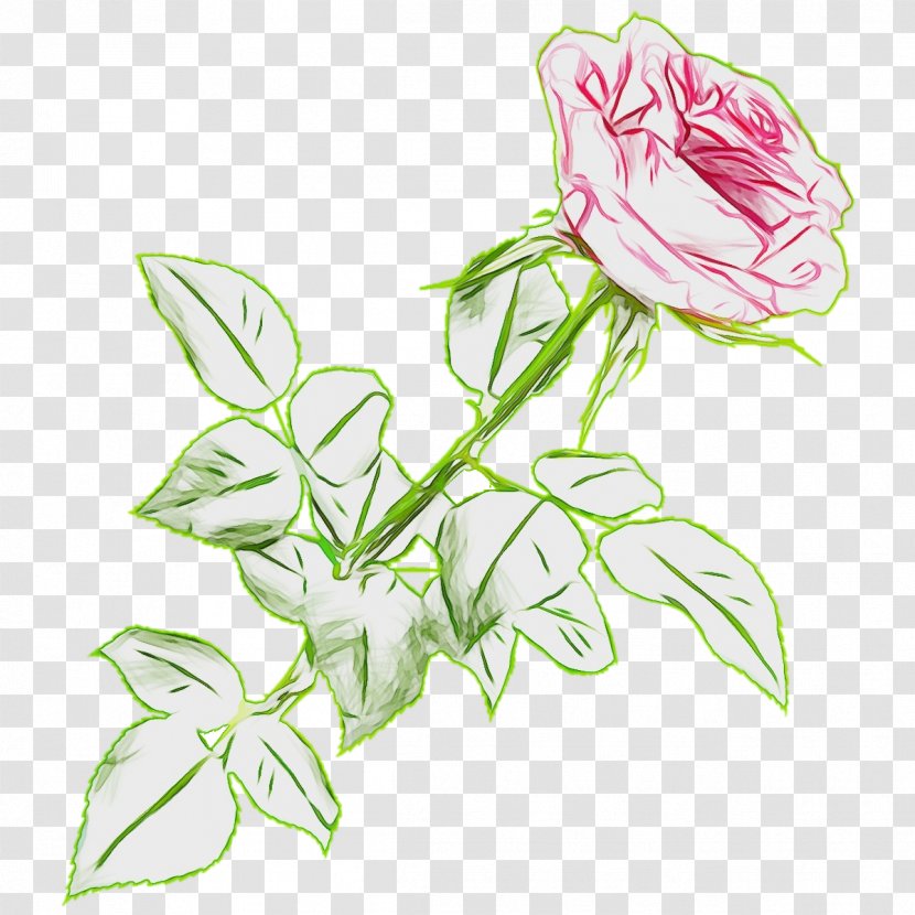 Bouquet Of Flowers Drawing - Botany - Herbaceous Plant Rose Family Transparent PNG