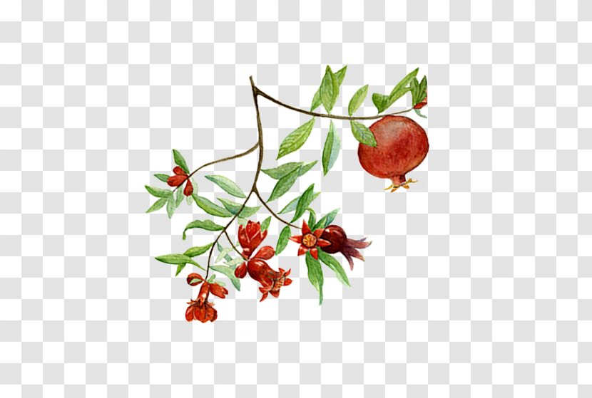 Pomegranate Superfood Rose Hip - Watercolor Transparent PNG