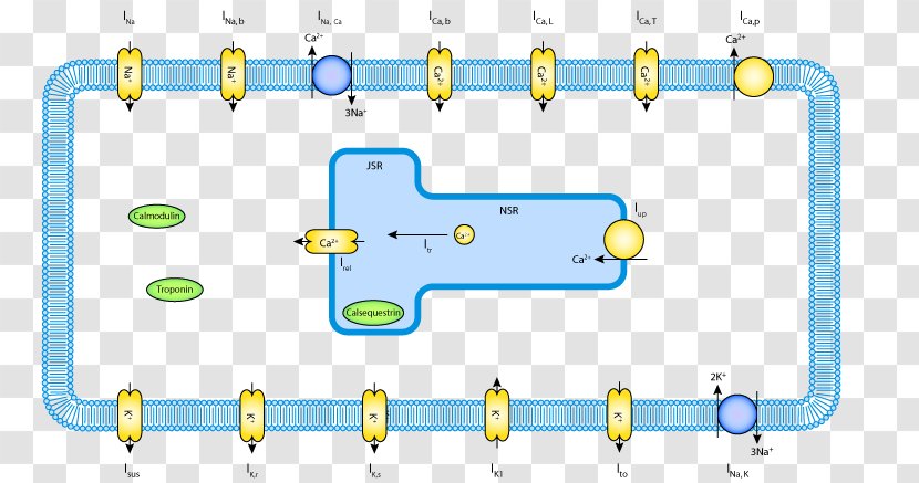 Signal Transduction Cell Metabolism - Technology - Crista Terminalis Transparent PNG