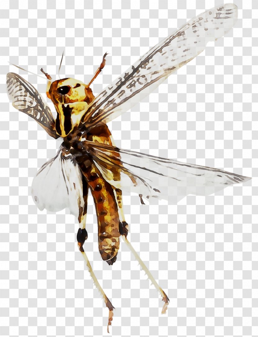 Honey Bee Hornet Net-winged Insects Wasp - Arthropod - Honeybee Transparent PNG