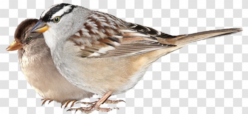 House Sparrow Bird Finches Wing Transparent PNG