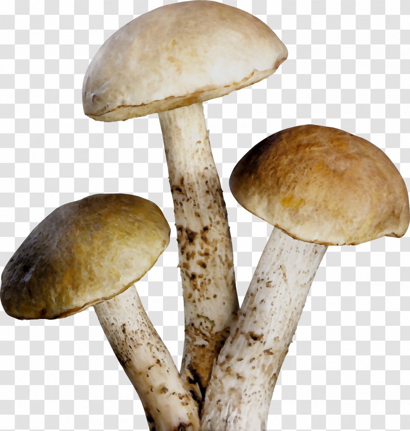 Pleurotus Eryngii Agaricaceae - Agaricus - Mushroom Transparent PNG