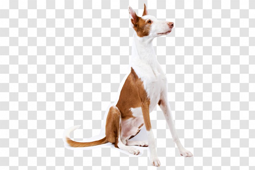 Ibizan Hound Portuguese Podengo Dog Breed Companion Sighthound - Honour - Basset Transparent PNG