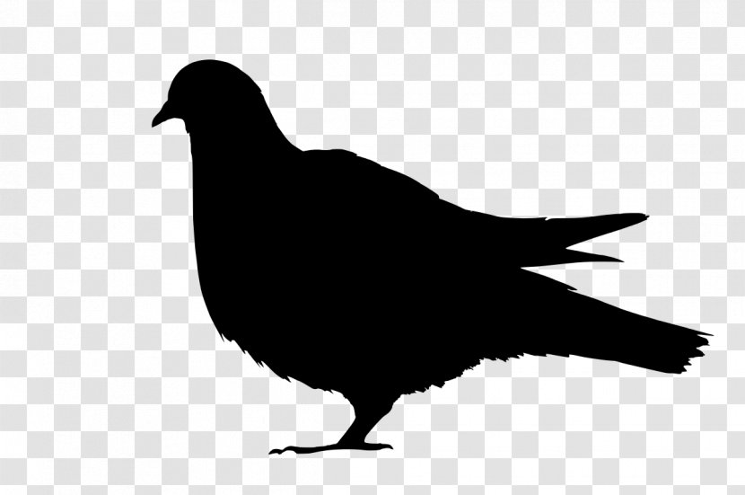 Domestic Pigeon Columbidae Silhouette Clip Art - Wikimedia Commons - White Transparent PNG