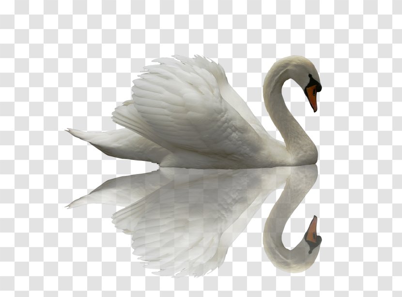 Black Swan Chinese Dragon Cygnini - Neck - Beautiful Transparent PNG