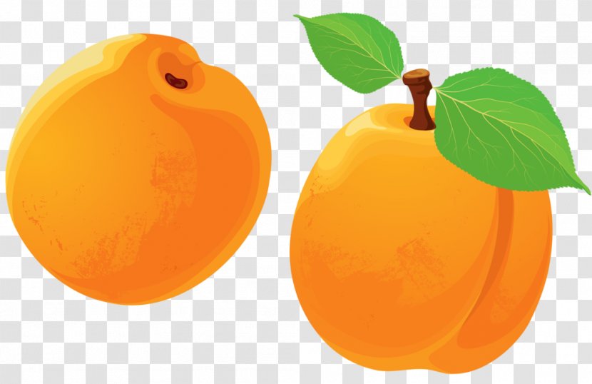 Tangerine Apricot Peach - Citrus - Hand-painted Transparent PNG