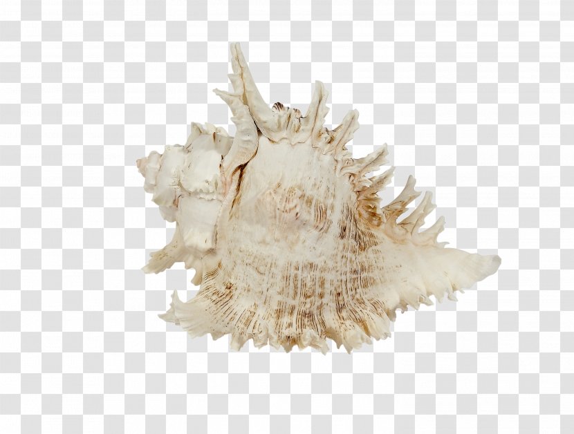 Seashell Murex Sea Snail Shore - Beach Transparent PNG