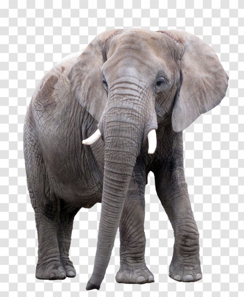 Asian Elephant African Photography - Elephas - Elephants Transparent PNG