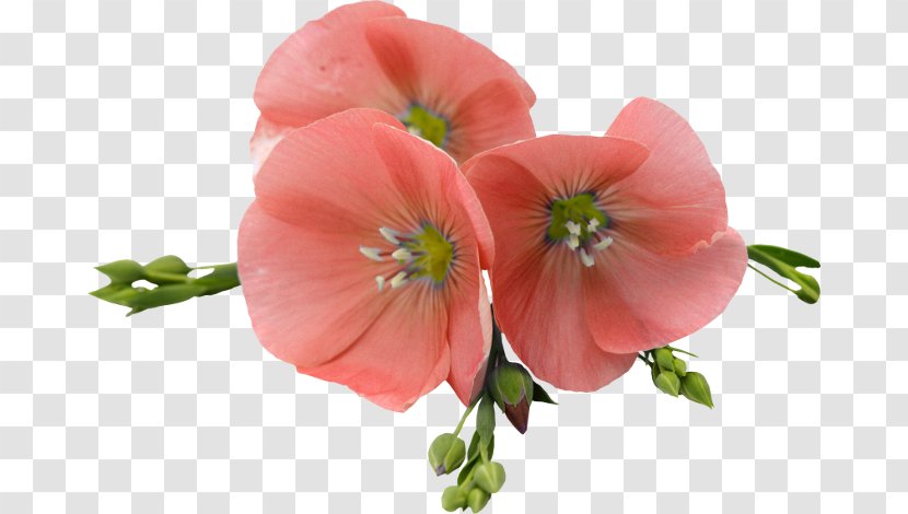 Flax Flower Photography - Cut Flowers Transparent PNG