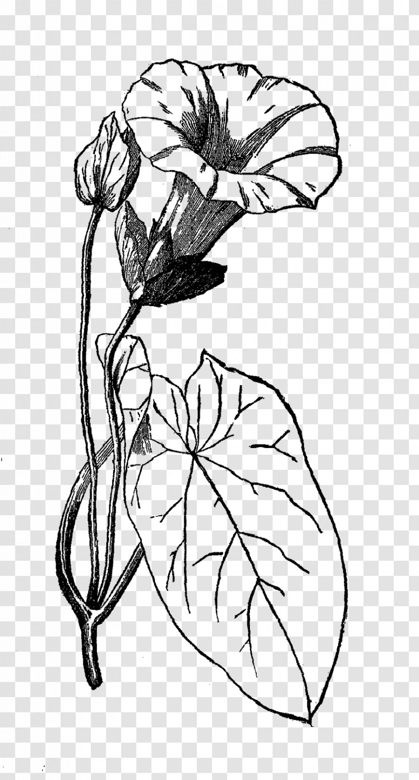 Floral Design Morning Glory Drawing Flower - Monochrome - Botanical Illustration Transparent PNG