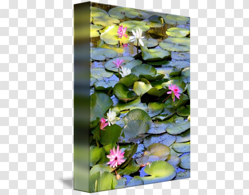 Water Lilies Pond Nelumbo Nucifera Lilium Transparent PNG