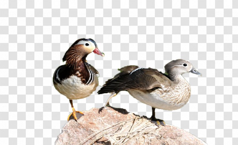 Mandarin Duck Goose - Fauna - Two Transparent PNG