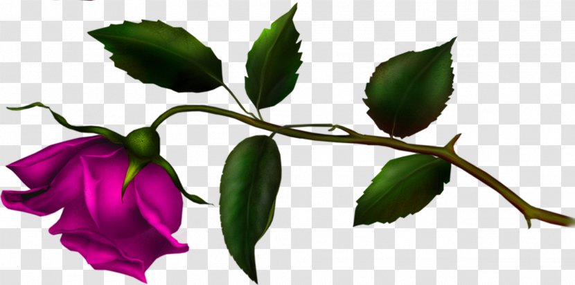 Rose Family Bud Plant Stem Leaf Herbaceous - Flower Transparent PNG