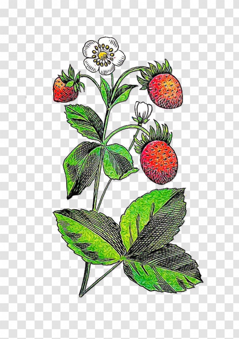 Illustration Floral Design Graphics Flowering Plant - Fruit - Raspberry Transparent PNG