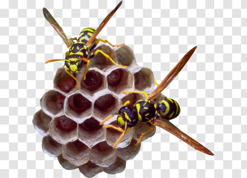Los Hogares De Insectos Bee Bugs For Lunch/Insectos Para El Almuerzo Hornet - Hymenopterans Transparent PNG