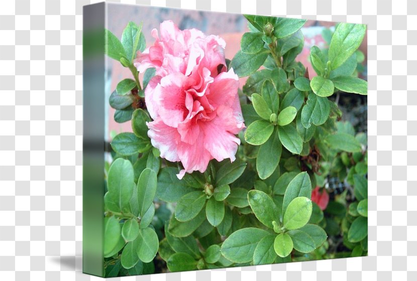 Azalea Rhododendron Pink M Groundcover RTV Transparent PNG