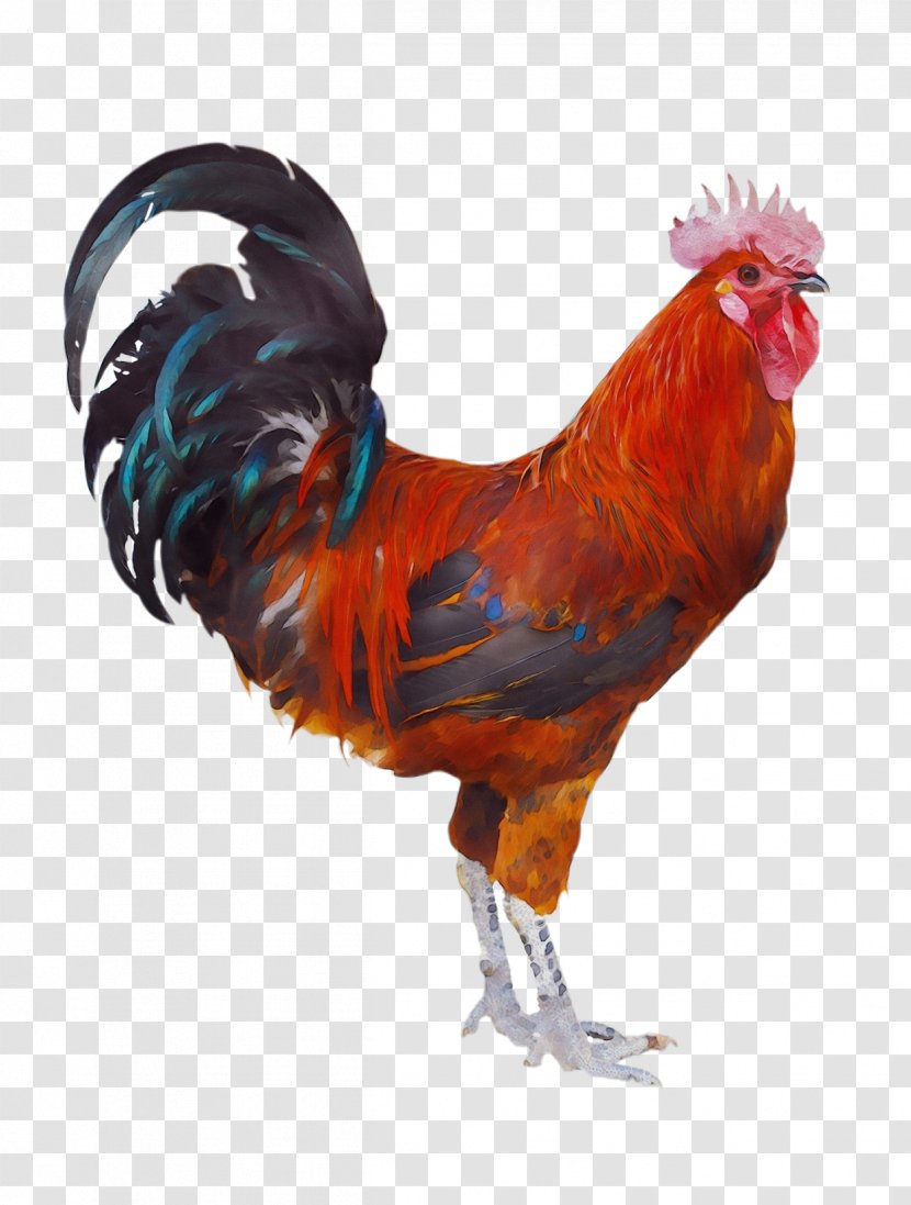 Watercolor Cartoon - Poultry - Livestock Comb Transparent PNG