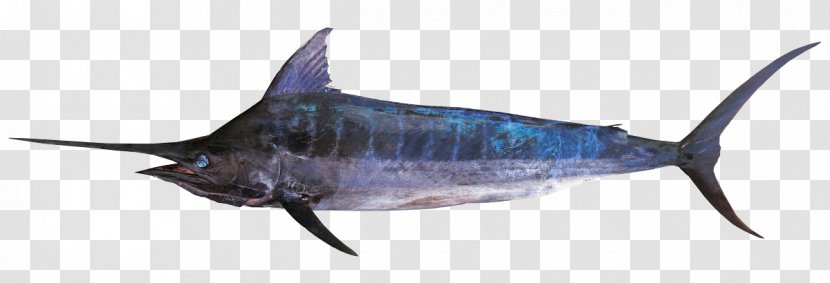 Swordfish Bony Fishes Atlantic Blue Marlin - Halibut - BLUE MARLIN Transparent PNG