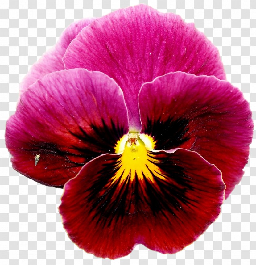 European Field Pansy Violet Annual Plant Flower - Viola - Red Transparent PNG