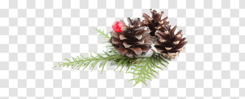 Pine Conifer Cone Christmas Ornament Fir - Spruce Transparent PNG