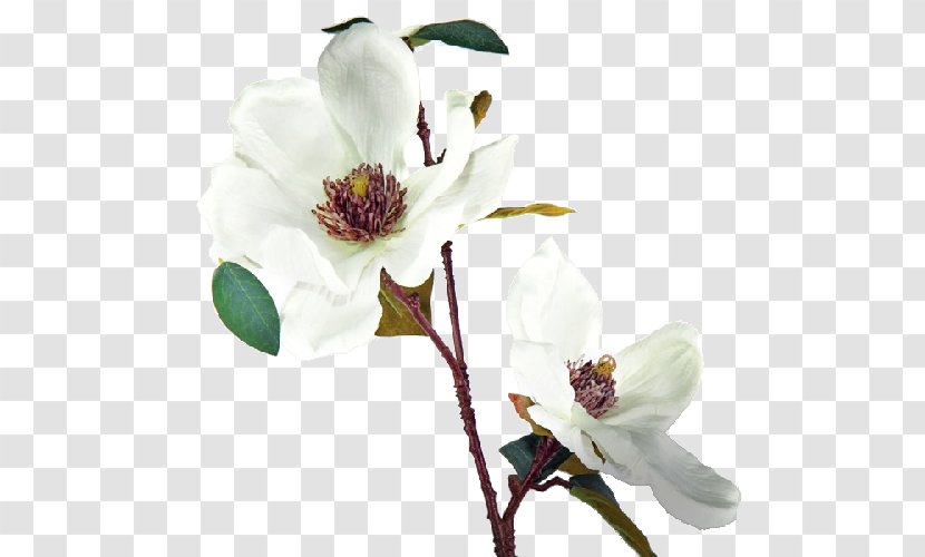 Magnolia Cut Flowers Fleur Blanche White - Flower Transparent PNG