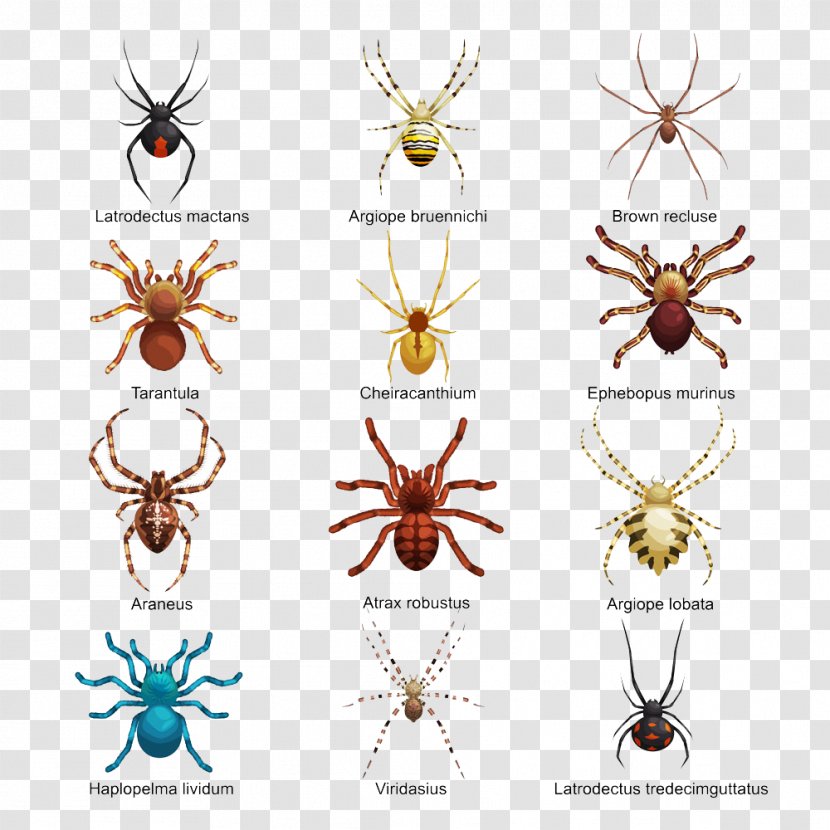 Spider Insect Drawing Royalty-free - Membrane Winged - Different Forms Of Creative Buckle Free HD Transparent PNG