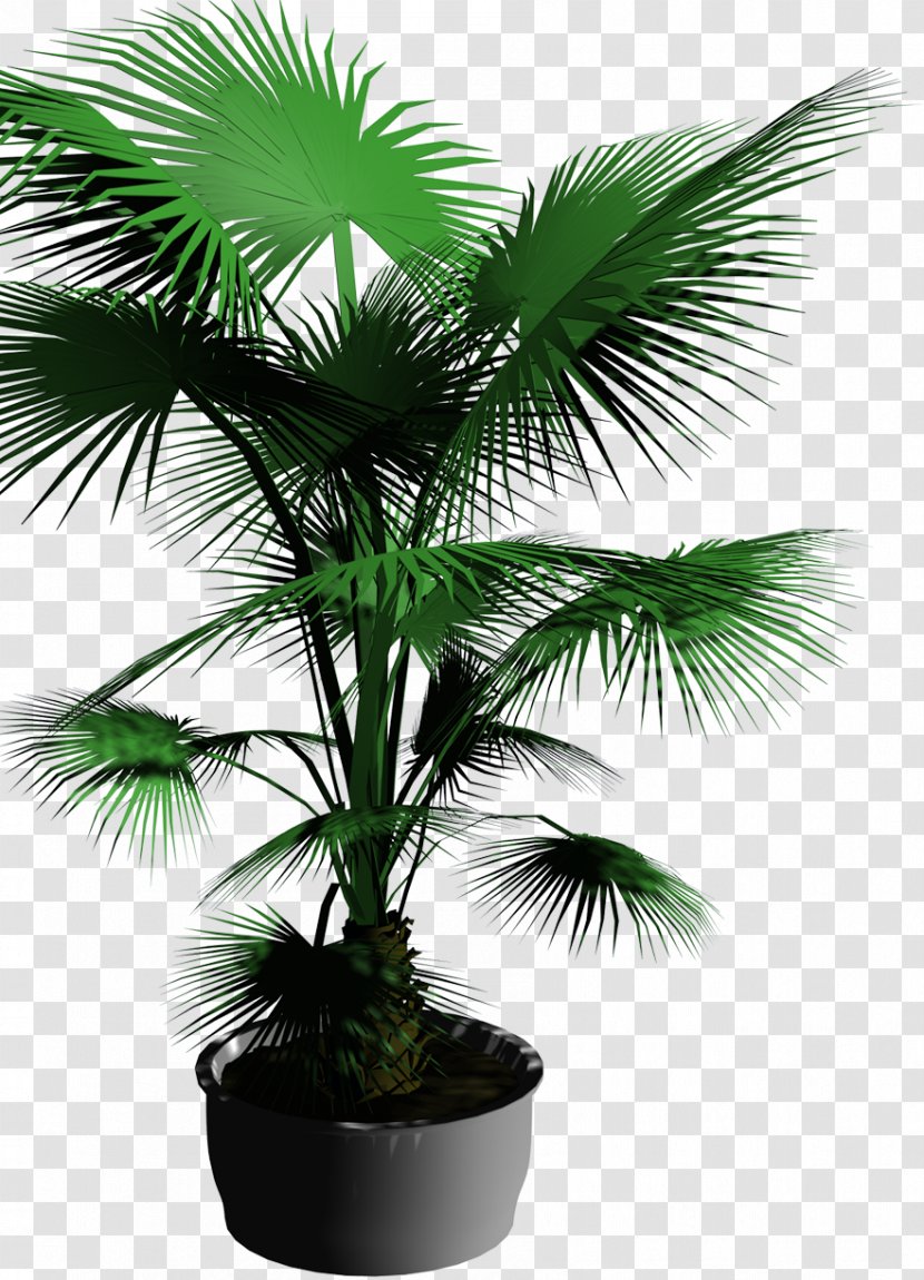 Bonsai Template Flowerpot Tree - Coconut - Potted Palm Trees Transparent PNG