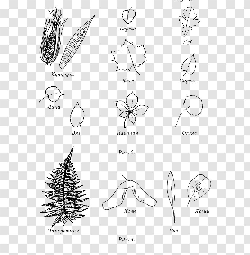 Sketch Drawing Photography Ash Leaf - Tree - Cartoon Transparent PNG