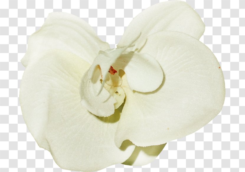 Moth Orchids White Image - Petal - Orchidea Sign Transparent PNG