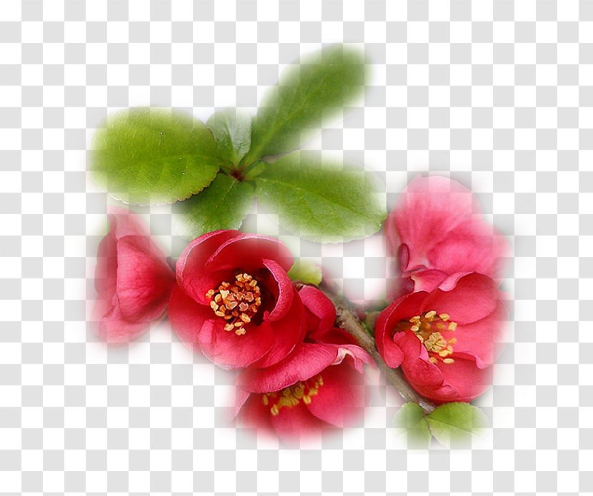 Blossom ST.AU.150 MIN.V.UNC.NR AD Oyster Flower Petal - Voici Transparent PNG