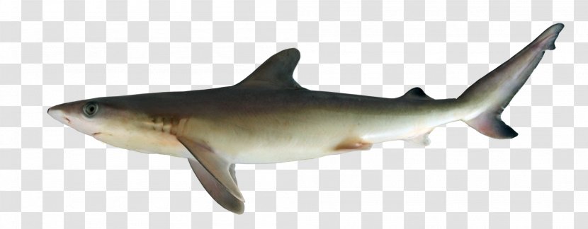 Tiger Shark Squaliform Sharks Requiem Fish Fin - Fauna Transparent PNG
