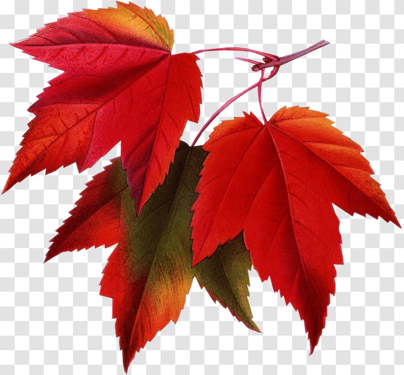 Red Maple Japanese Autumn Leaf Color - Leaves Transparent PNG
