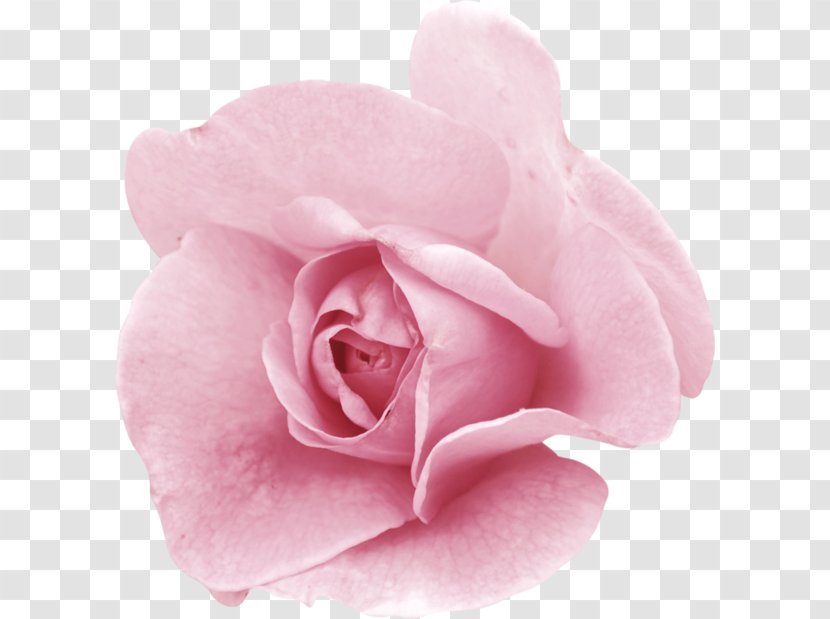 Garden Roses Centifolia Pink Flower Floribunda - Helleborus Niger - Fleure Transparent PNG
