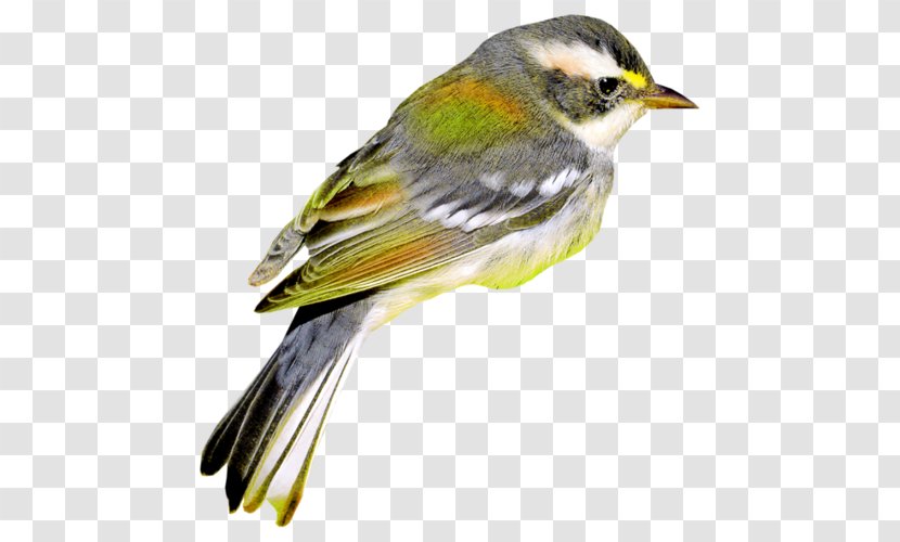 Bird Clip Art - Emberizidae Transparent PNG